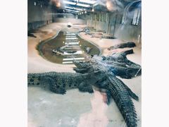 -泉州海丝野生动物世界