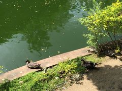 -九龙公园