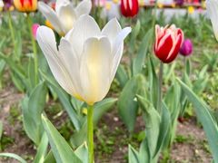 -长春公园(普阳街道)