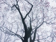 -九皇山景区