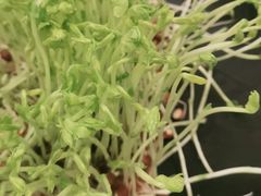 -椰子营·椰子鸡火锅(万象里店)