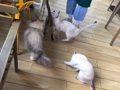 -Cappucimeow猫咪咖啡馆(韦伯时代店)