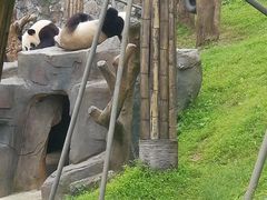 -都江堰中华大熊猫苑