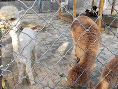 -长白岛森林公园