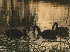 -明珠湖天鹅苑·农家菜馆