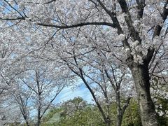 -高东镇樱花园