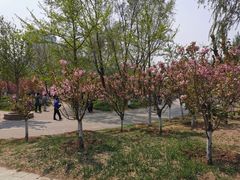 -长白岛森林公园