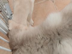 -Let's go狗咖·猫咖·奶狗·桌游(春熙路IFS店)