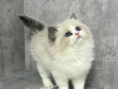 -小猫来了·猫舍(红山六九七九店)