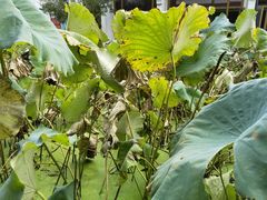 -丝绸小镇荻港古村