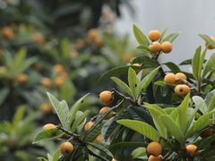 -苏州太湖西山岛开心农场