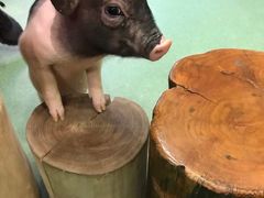 -藦茜花园宠物主题亲子互动体验馆(国顺东路店)