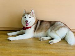 -Husky Go! 哈士奇体验馆·宠物咖啡厅狗咖