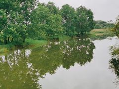-会仙湿地