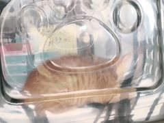 -美联众合宠物医院·爱萌分院·内外科·猫科中心