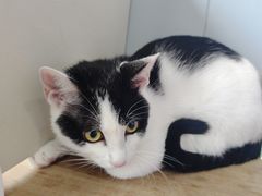 -伟伟宠物医院·瑞派猫友好医院·猫科(光谷店)
