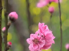 -南汇桃花村