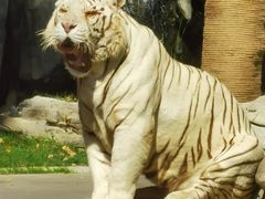 -北京野生动物园