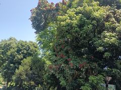 -张坝桂圆林公园