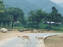 -西安秦岭野生动物园
