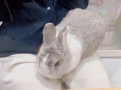 -楼上猫咖(罗湖店)
