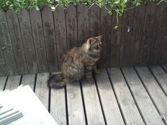 -棒约翰比萨·意面(张江店)