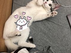 -猫大福·Fortune Cat猫舍(百子湾店)