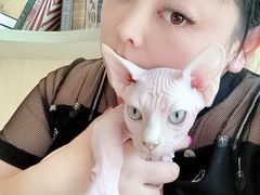 -飞行喵MR PILOT|猫舍·猫咖(静安大融城店)