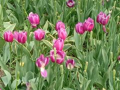 -长春公园(普阳街道)