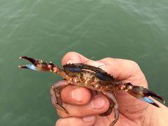 -东戴河风景区-止锚湾