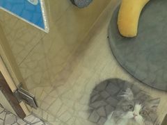 -momokira米努特·德文卷毛猫·棉花面纱犬