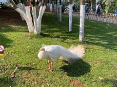 -昆明动物园
