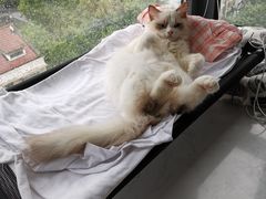 -Bastet sally猫舍购宠(静安店)