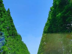 -荷兰花海
