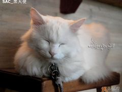 -Babycat私家御饼屋(龙头路一店)