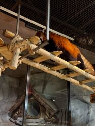 -Zoolung Zoolung动物主题公园(海信广场店)