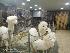 -上海大自然野生昆虫馆(东方明珠·爬宠昆虫探索中心)