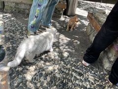 -喵屿·大理花园猫咖