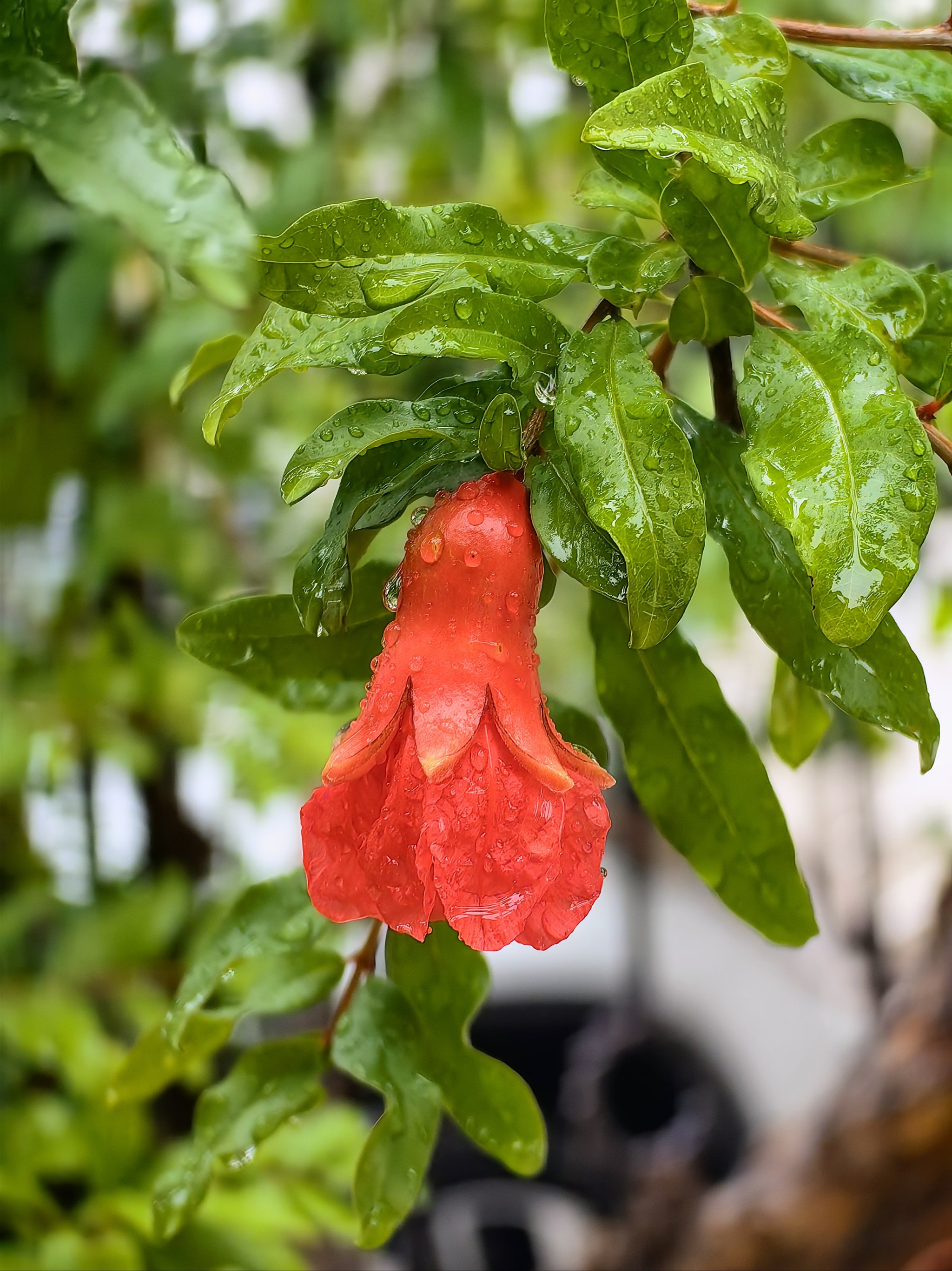 北方雨水花园常用植物图片