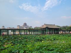 -莲花池公园
