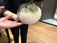 -鲐赏河豚(长寿店)