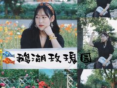 -鹅湖玫瑰文化园