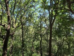 -阳台山自然风景区