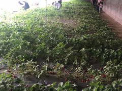 -杨柳青园艺科技博览园