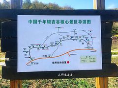 导游图-千年银杏谷文化旅游区