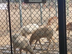 -北京麋鹿生态实验中心