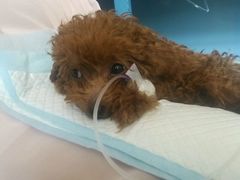 -瑞派宠物医院·24小时骨科·心脏·核磁(哈尔滨南岗店)