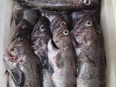 -宾朋海鲜特色美食餐厅·纯手工鲅鱼水饺(兴海路店)