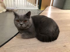 -CAT’S MEWSTAR CAFE·喵星球猫屋(晴湾咖啡店)