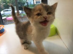 -李小姐の猫咖啡馆(五角场店)